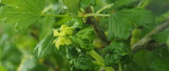 How dangerous are aphids on gooseberries and how to effectively fight them