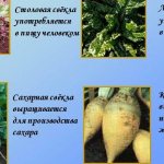 What is the difference between fodder beet and sugar beet: difference in appearance, areas of application and other parameters