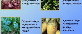 What is the difference between fodder beet and sugar beet: difference in appearance, areas of application and other parameters