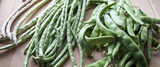 What is the difference between green beans and green beans: photos of legumes and the difference between them
