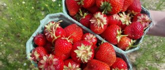 How to feed strawberries in the fall after pruning