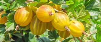 How to feed gooseberries in the fall for a good harvest next year