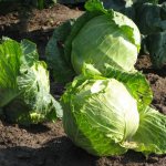 How to feed the soil in the fall for cabbage