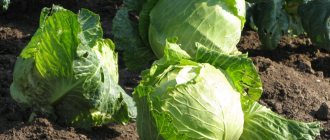 How to feed the soil in the fall for cabbage