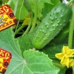 What are the benefits of fertilizing cucumbers in a greenhouse with yeast, how to prepare and use it correctly