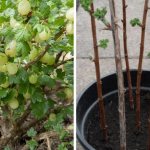 Gooseberry bush cuttings