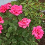 Черенкование роз осенью: правила, тонкости и хитрости