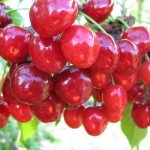 Sweet cherries for the Moscow region. The best self-fertile, low-growing varieties 