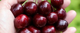Cherry Iput: reviews, photos, description of the berry variety of the fruit tree