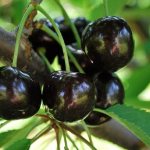 Leningradskaya black cherry. Description of the variety, photos, reviews 