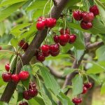 cherries in the Leningrad region