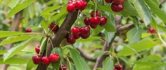 cherries in the Leningrad region