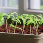 How many days does it take for tomato seeds to germinate?