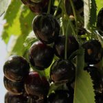 Black Rossoshanskaya cherry