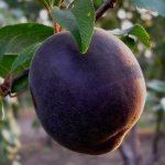 Black velvet was obtained by breeding apricot with cherry plum