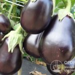 «Черный красавец» предназначен для садово-огородного выращивания в открытом грунте