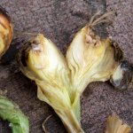 Worms in onions: what to do, how to get rid of them, how to treat onions against pests