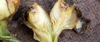 Worms in onions: what to do, how to get rid of them, how to treat onions against pests