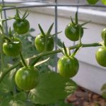 What to do to help tomatoes