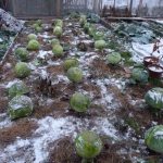 what to do if the cabbage is frozen in the garden