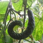 What to do if cucumbers grow with a hook: what is missing and how to correct the situation
