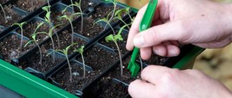 What to do, how to help tomatoes