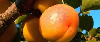Что делать, когда подмерз абрикос: лучшие советы по уходу за деревом