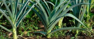 What to do with the harvest: can leeks be left in the ground for the winter and how best to prepare them for wintering
