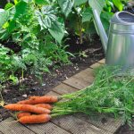 What can you plant after carrots - alternate beds