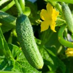 What can you plant after cucumbers next year?