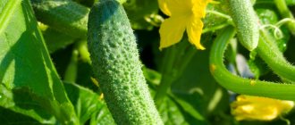 What can you plant after cucumbers next year?