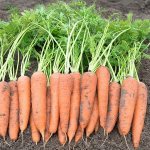 What do Vita Longa and Bangor F1 carrots have in common?