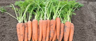 What do Vita Longa and Bangor F1 carrots have in common?