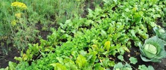 What to plant after beets next year: what mistakes to avoid in crop rotation so as not to harm the harvest