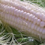 What is white corn, how is it different from regular corn and how to eat it