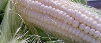What is white corn, how is it different from regular corn and how to eat it