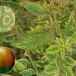 Что такое мозаика томатов и как с ней бороться? Лечение и профилактика