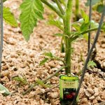What is mulching, why is it needed and is it possible to mulch tomatoes with sawdust: tips and tricks