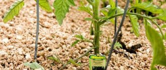 What is mulching, why is it needed and is it possible to mulch tomatoes with sawdust: tips and tricks