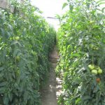 What are semi-determinate tomatoes?