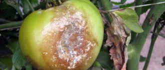 What is tomato rot, why does it occur and how to get rid of it?