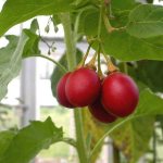 Cyphomandra tomato tree growing method