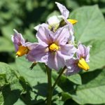 Potato flowering