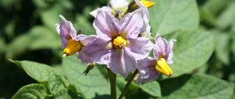 Potato flowering