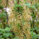 currant blossom