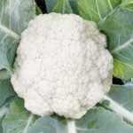 Cauliflower Alpha