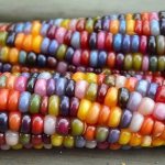 Colored corn - reality or photoshop: let&#39;s get acquainted with amazing varieties and try to grow it yourself
