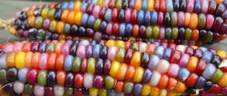 Colored corn - reality or photoshop: let&#39;s get acquainted with amazing varieties and try to grow it yourself