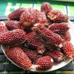 Ornamental strawberry corn: description, cultivation, care and application