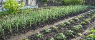 Making the right crop rotation
